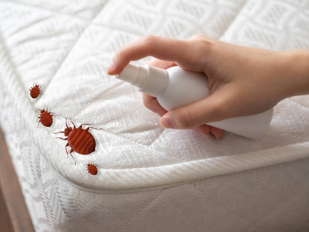 South Lake Tahoe, CA Pest Control Company
