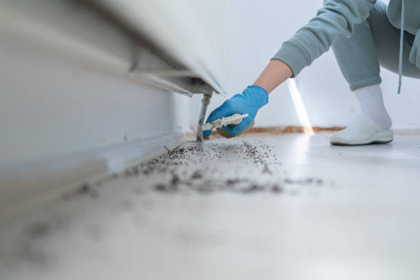 Insect Control in South Lake Tahoe, CA