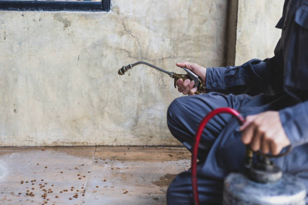 Wasp Removal Services in South Lake Tahoe, CA
